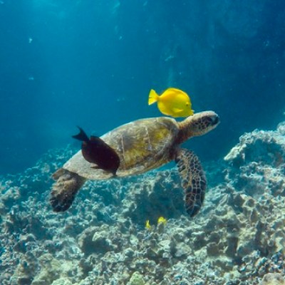 a bird swimming in water
