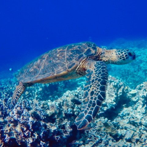 a turtle swimming under water
