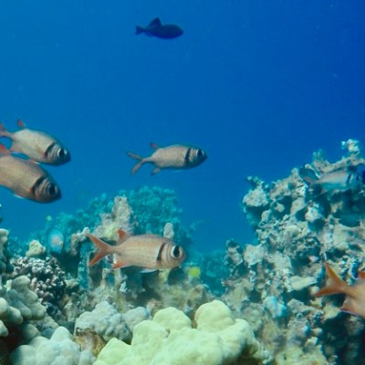 underwater view of a coral