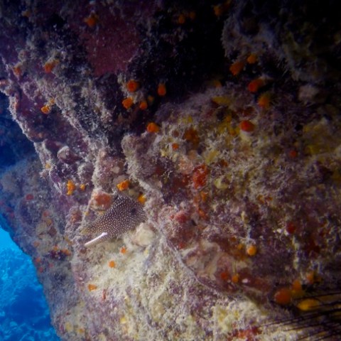 a close up of a fish