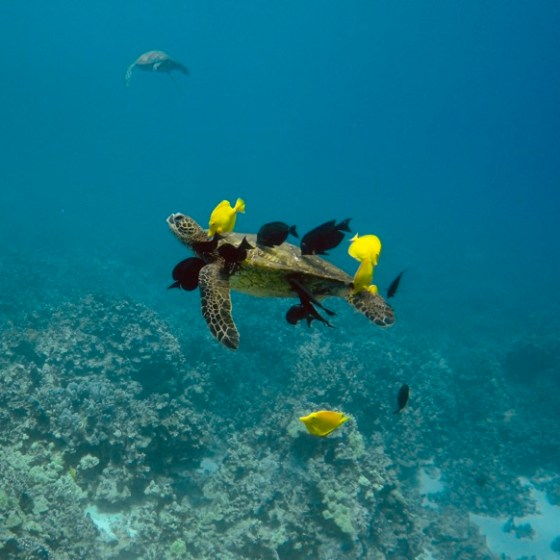a bird swimming in water