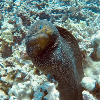 a close up of a rock