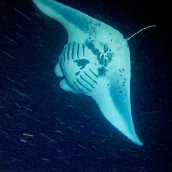 a fish swimming under water