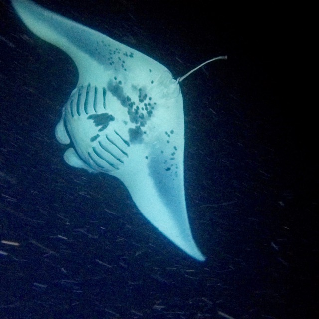 a fish swimming under water