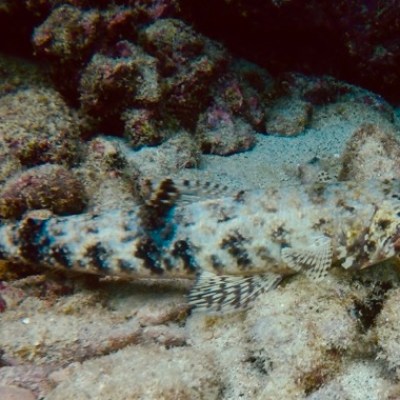 a close up of a fish