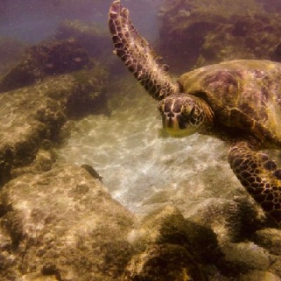 a turtle swimming under water
