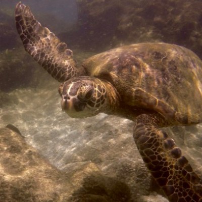 a turtle swimming under water