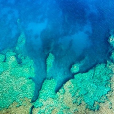 underwater view of a coral