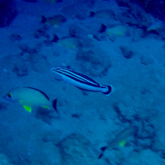 a group of fish in the water