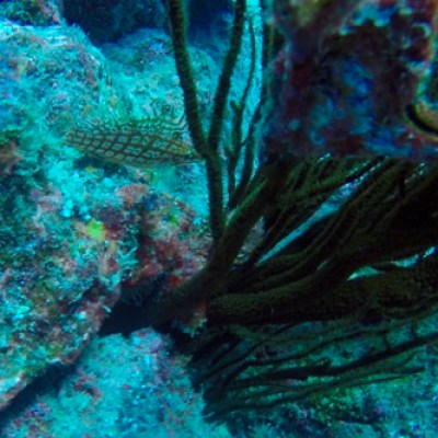 a group of fish in the water