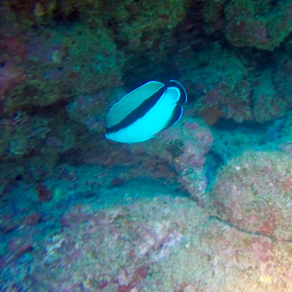 a fish swimming under water