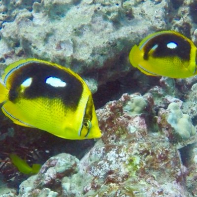 a fish swimming under water