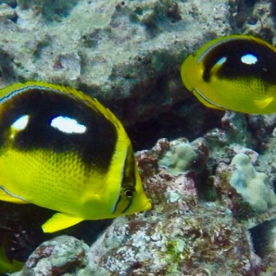 a fish swimming under water