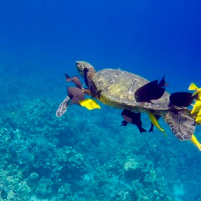a bird swimming in water