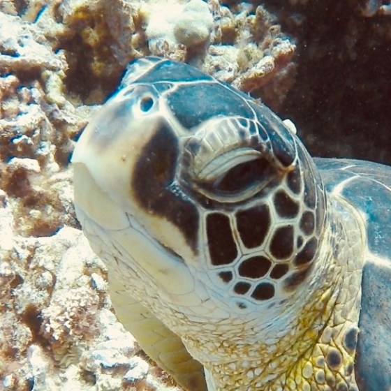 a close up of a turtle