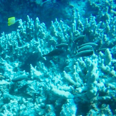 underwater view of a coral