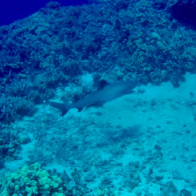 underwater view of a coral
