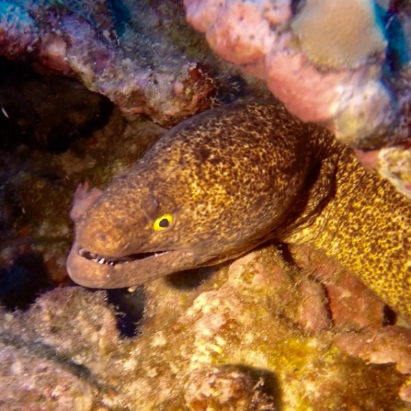 a frog holding a stuffed animal
