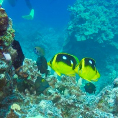 a fish swimming under water