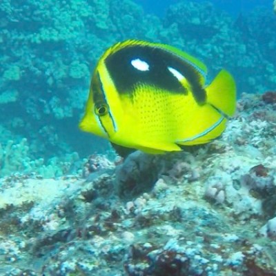 a fish swimming under water