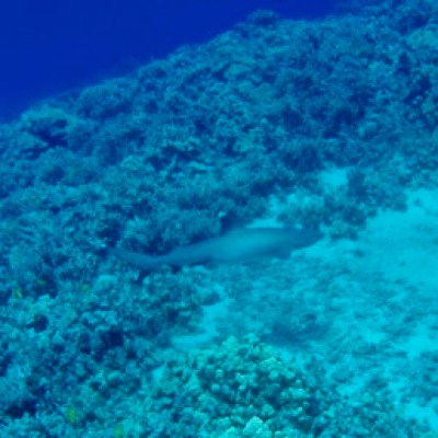 underwater view of a coral