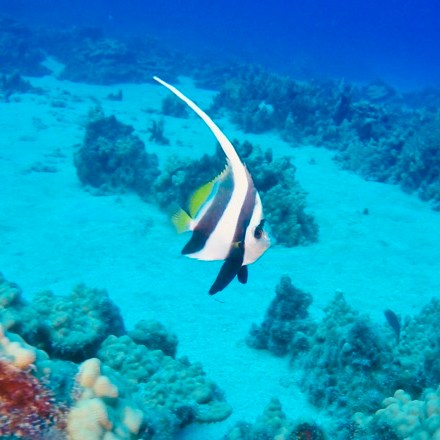 an underwater shot of a man