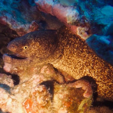 a close up of a fish