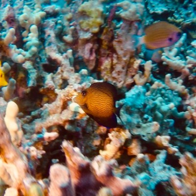 a group of fish in the water