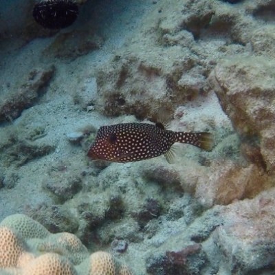 a close up of a fish