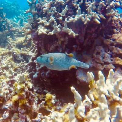 underwater view of a large rock