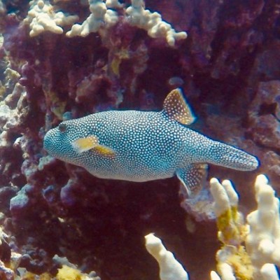 underwater view of a fish