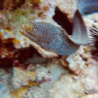 a close up of a fish