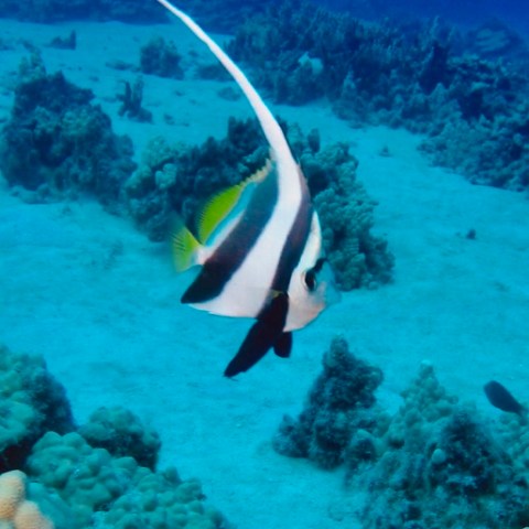 a person swimming in the water