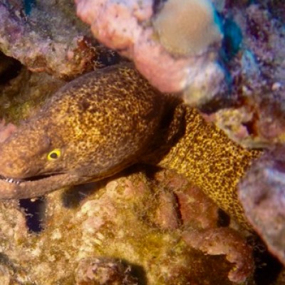 a close up of a fish
