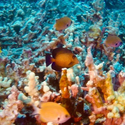 a group of fish in the water