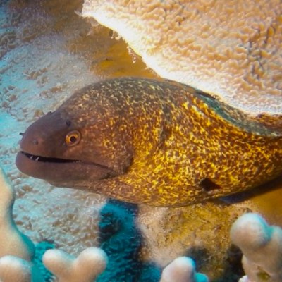 a fish swimming under water