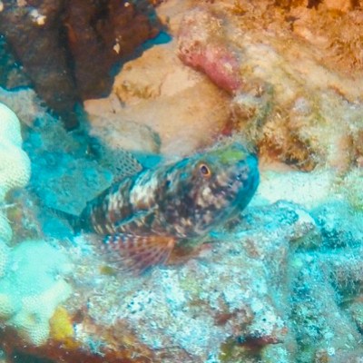 a close up of a fish