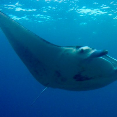 a fish swimming under water