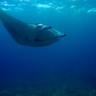 a fish swimming under water