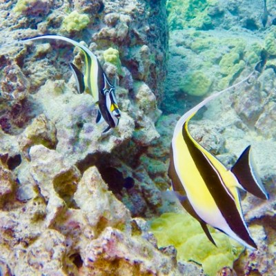a fish swimming under water