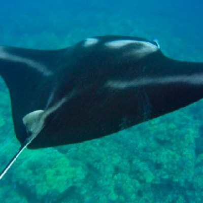 a fish swimming under water