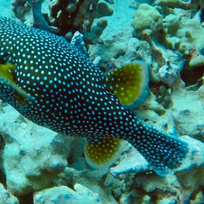 underwater view of a large rock