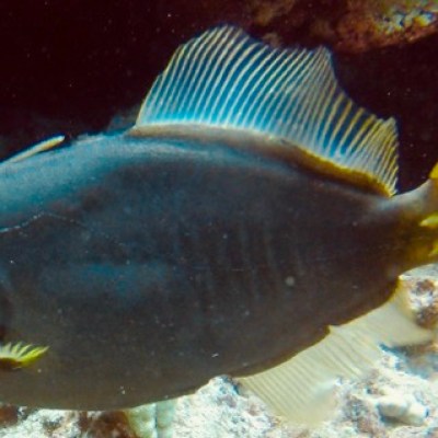 a close up of a fish