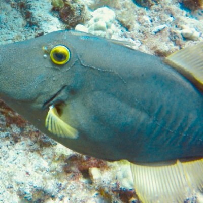 a fish swimming under water