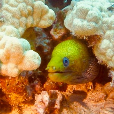 a close up of a fish