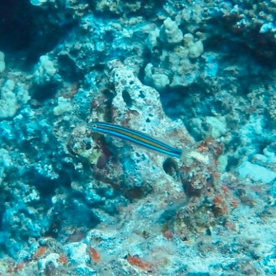 a fish swimming under water