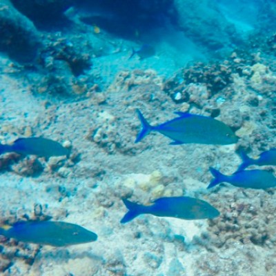 a group of fish in a pool of water