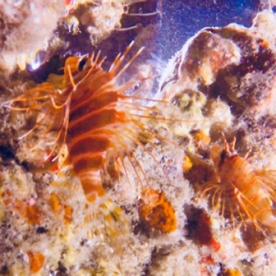 a close up of a slice of pizza