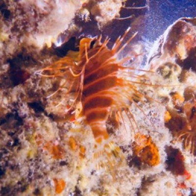 a close up of a piece of cake