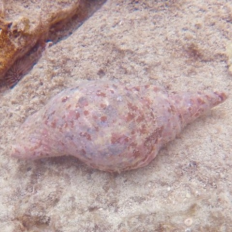 a tritons trumpet shell